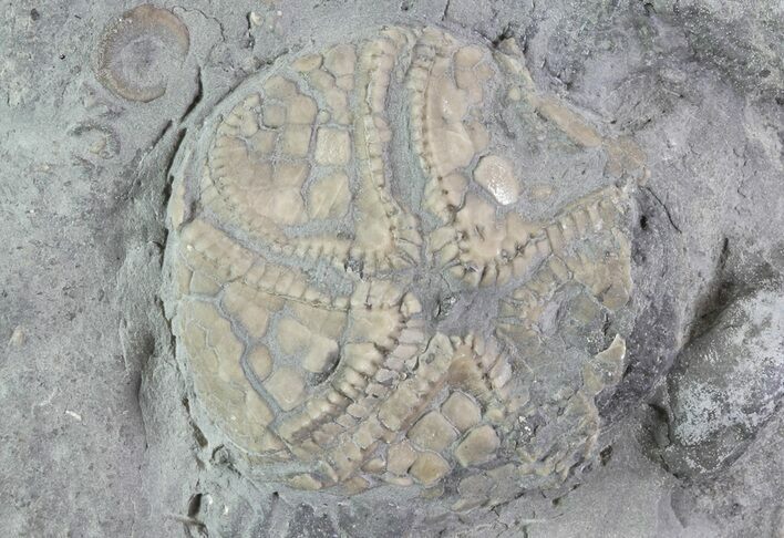 Edrioasteroid (Edriophrus) Fossil - Brechin, Ontario #68339
